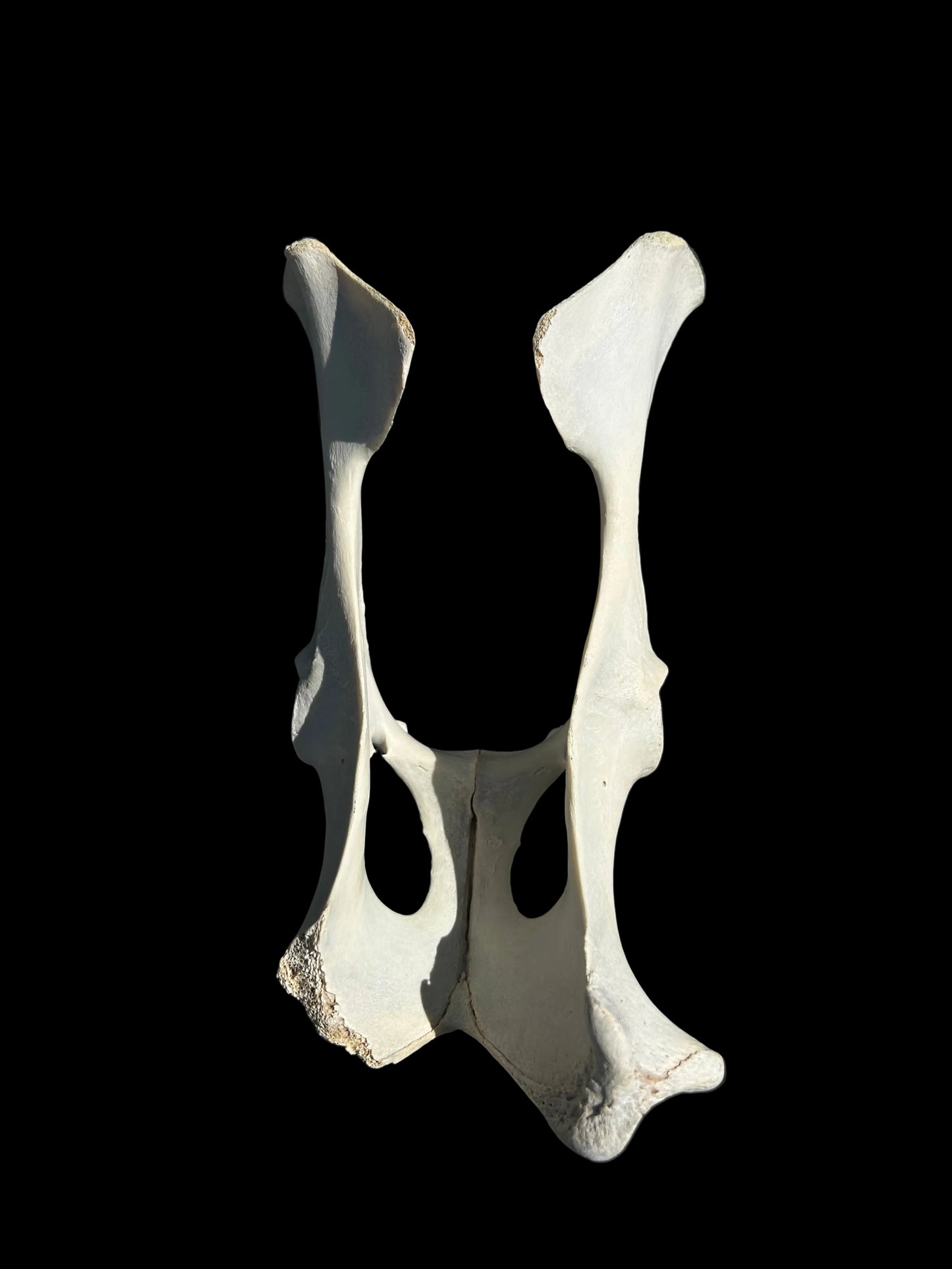 Deer Pelvis