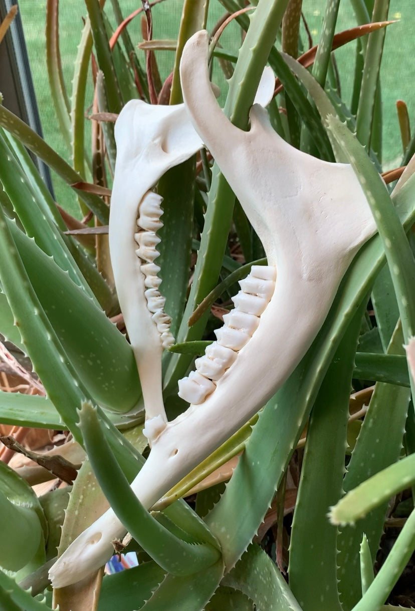 Deer Mandible