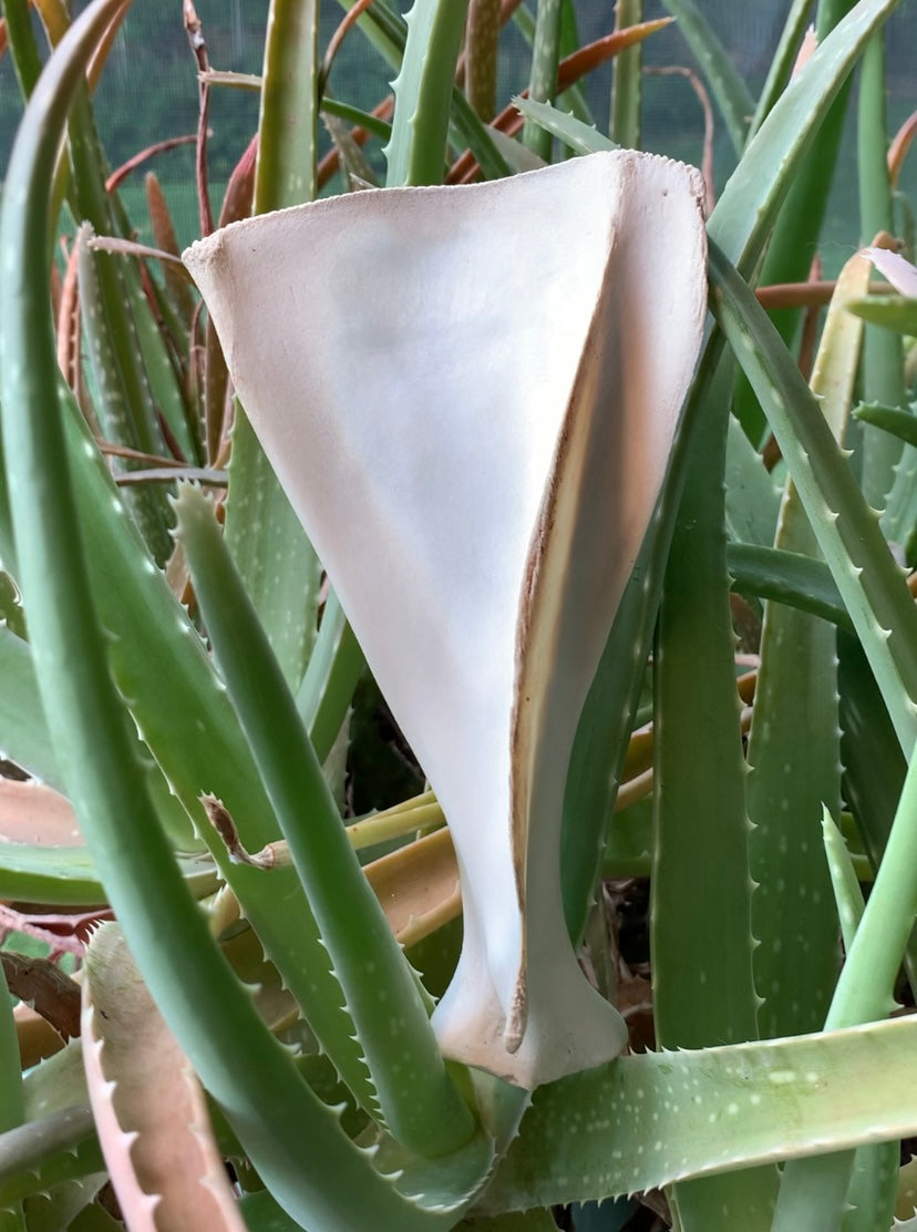 Deer Scapula