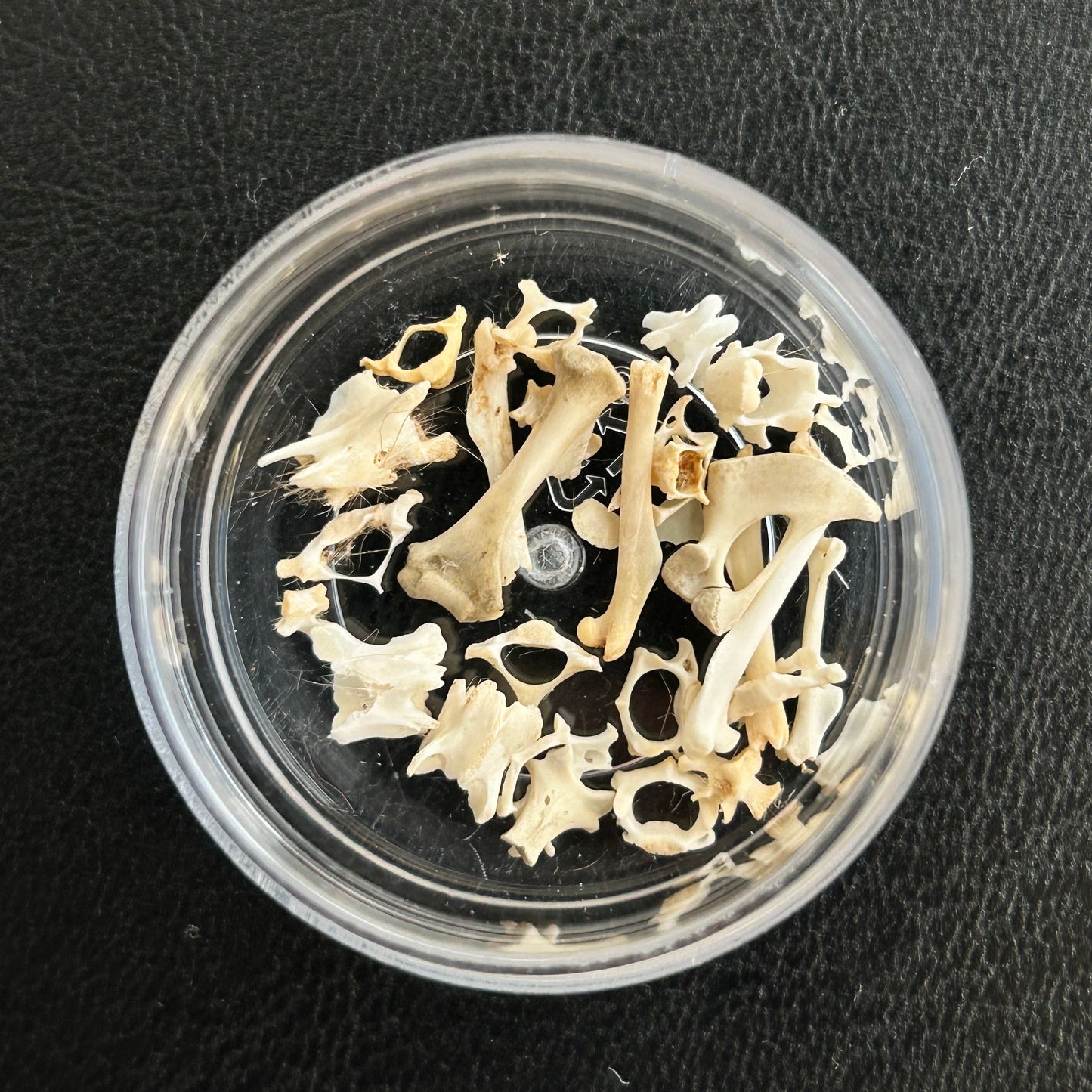 Mouse Bone Capsules