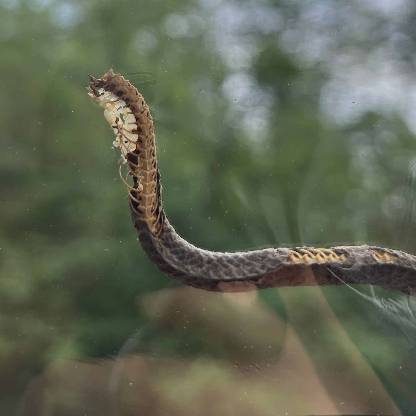 Small Snake Frame