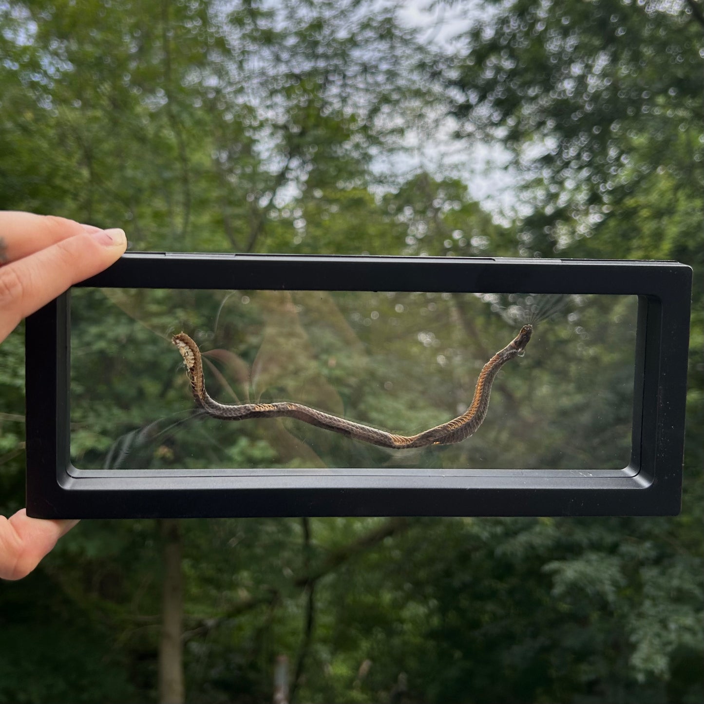 Small Snake Frame