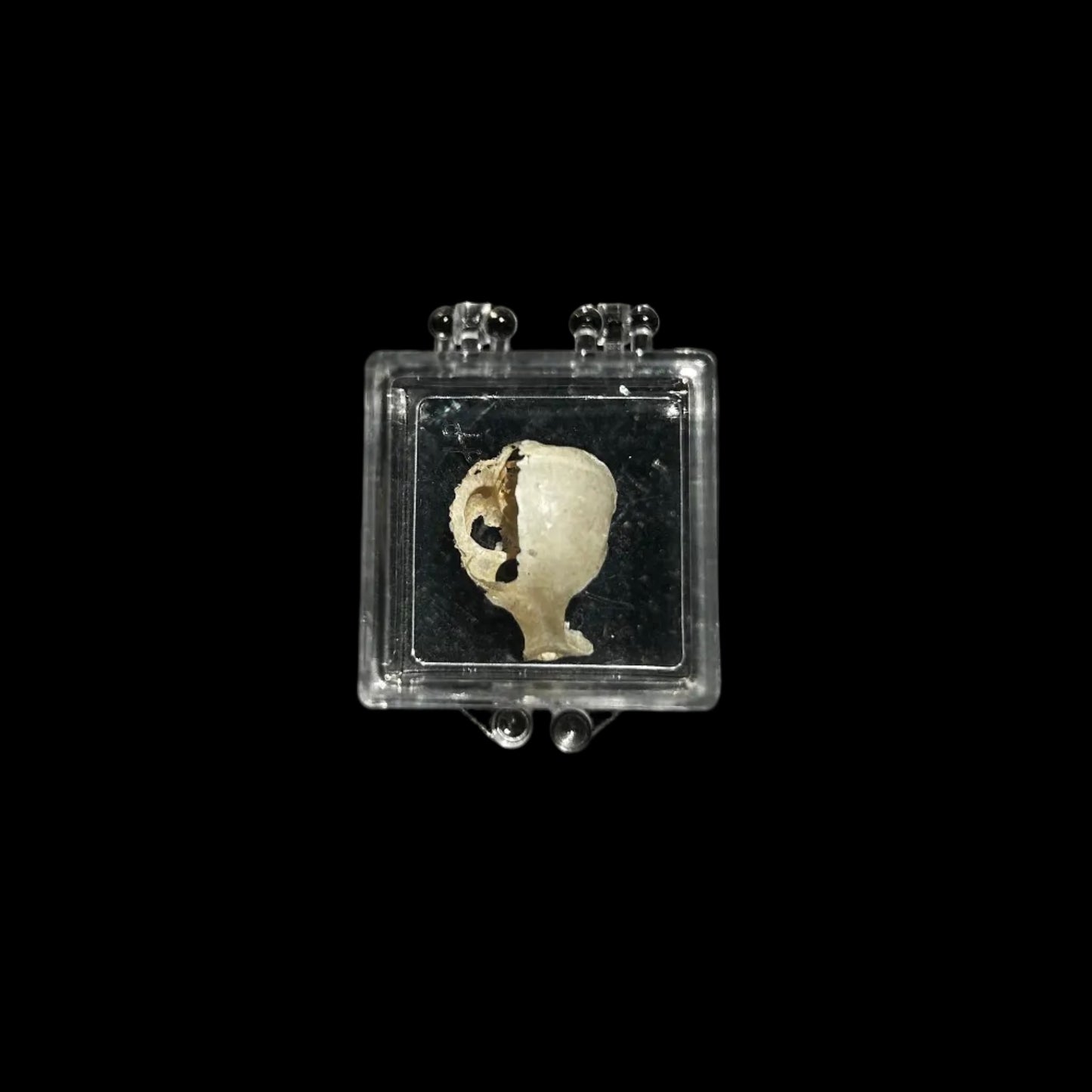 3D Skull