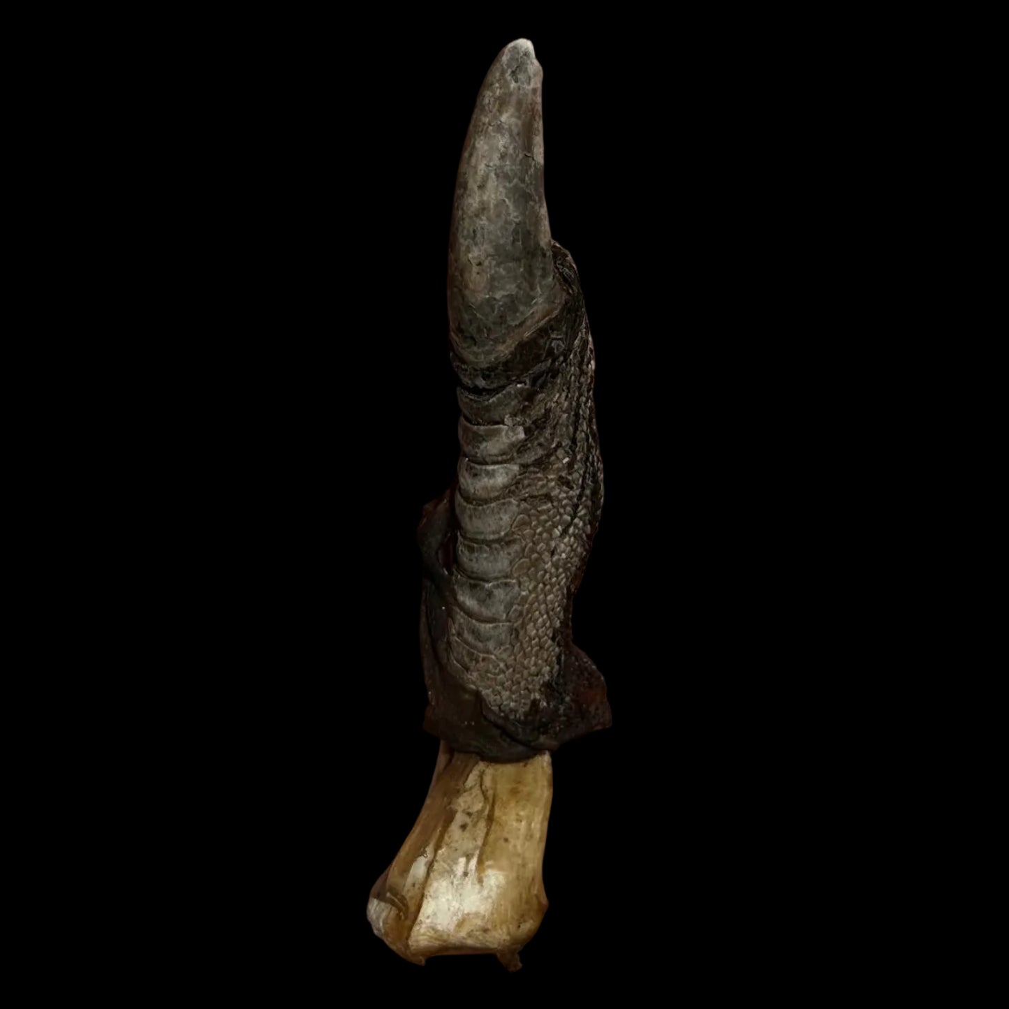 Emu Toe