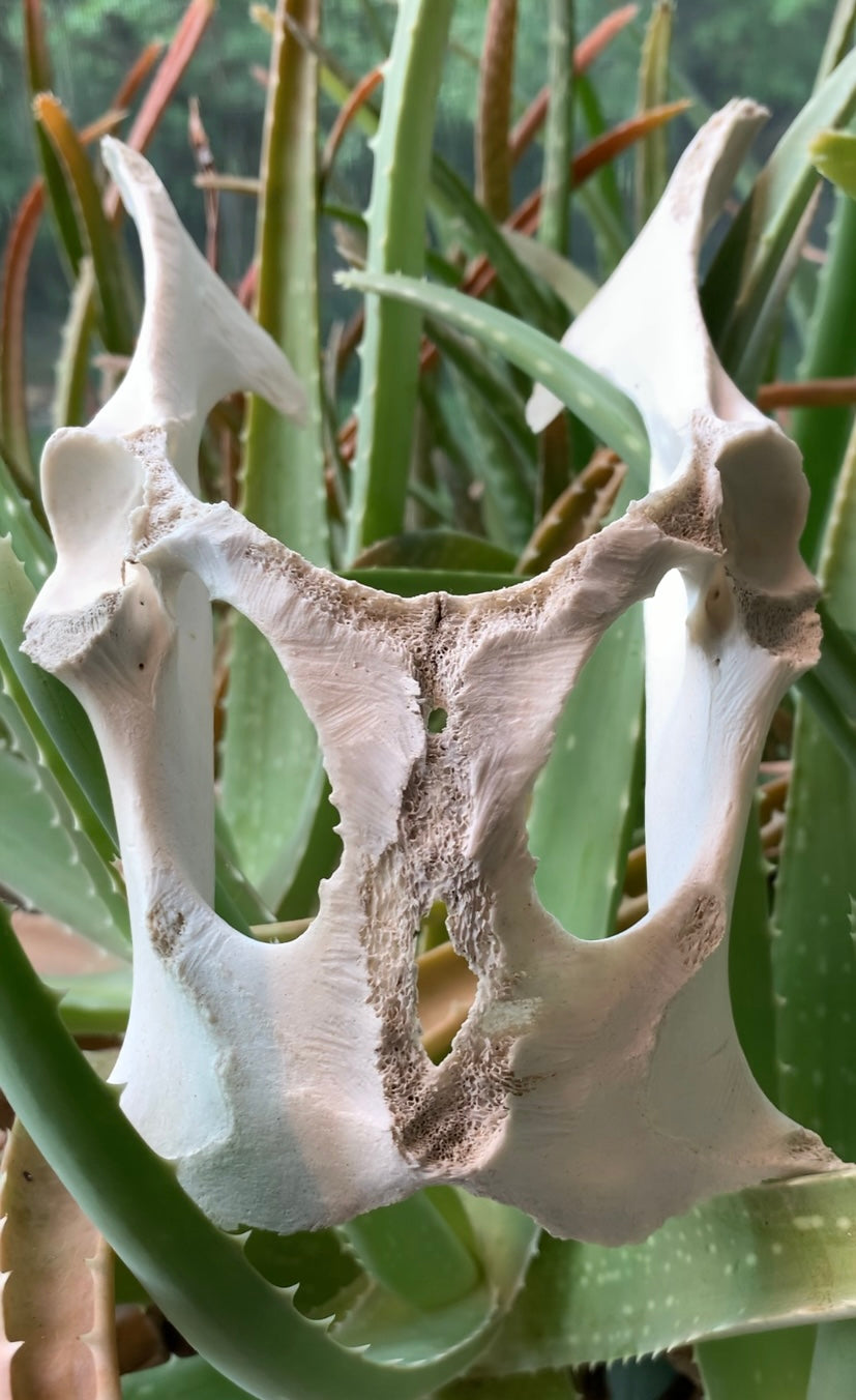 Deer Pelvis