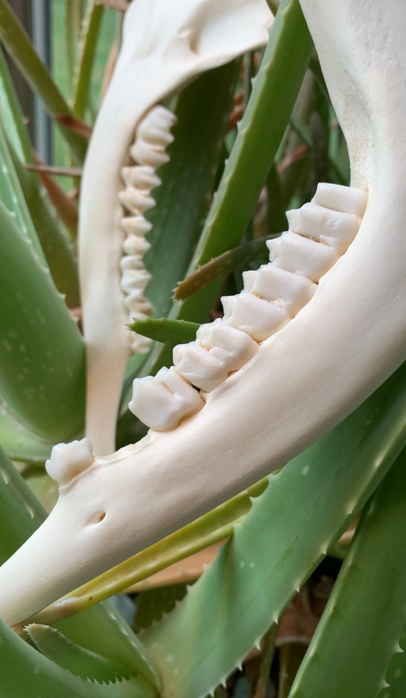 Deer Mandible