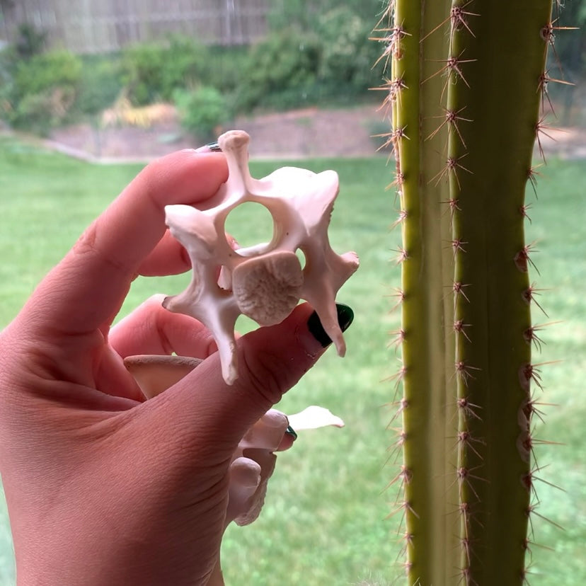 Deer Vertebrae
