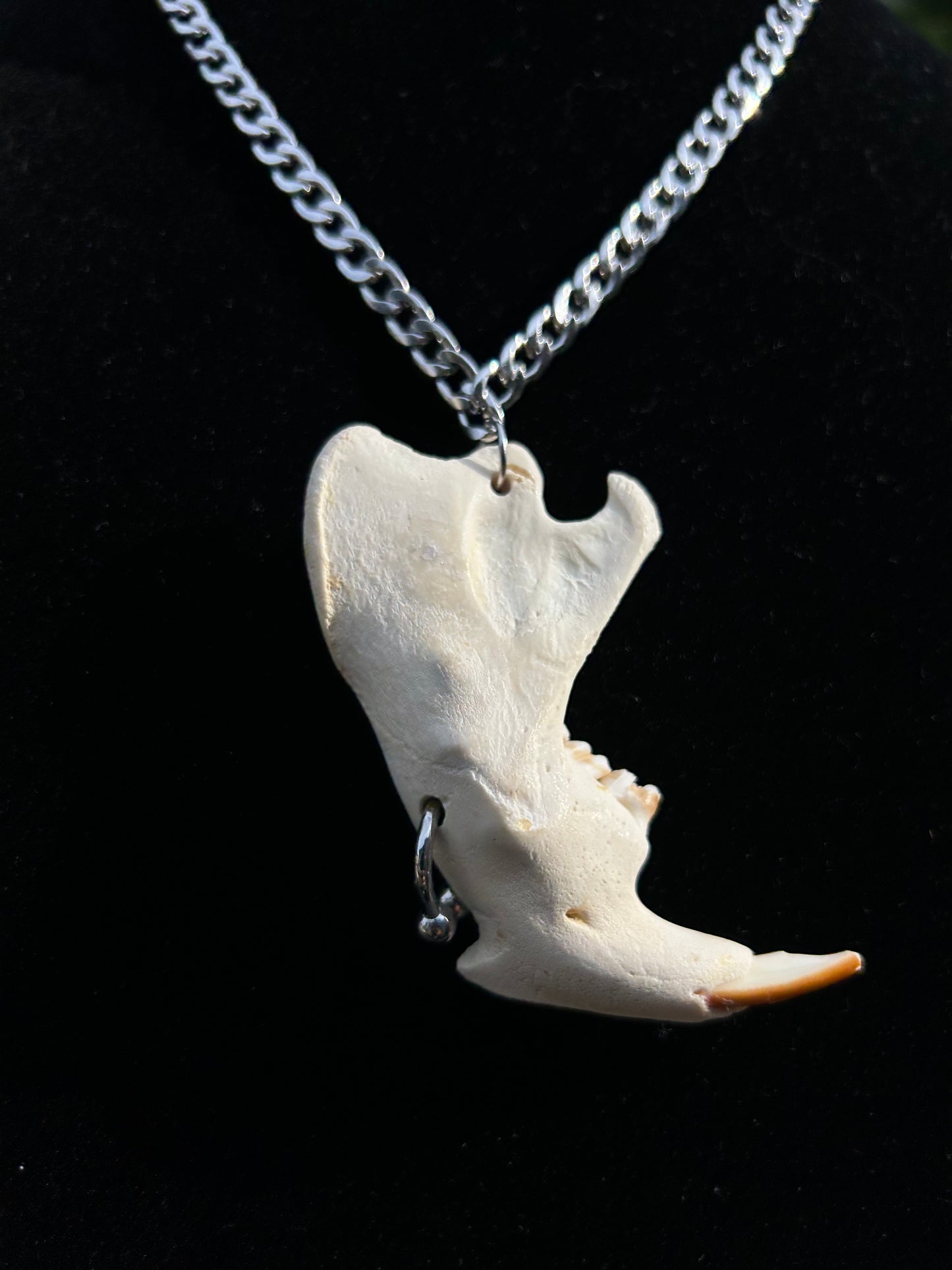 Pierced Beaver