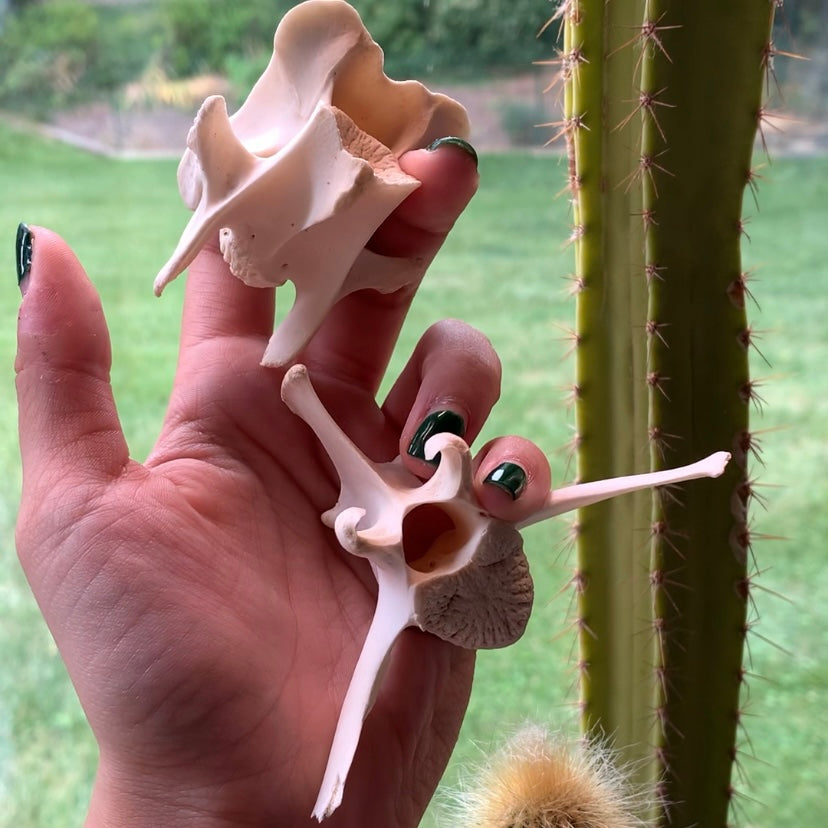 Deer Vertebrae