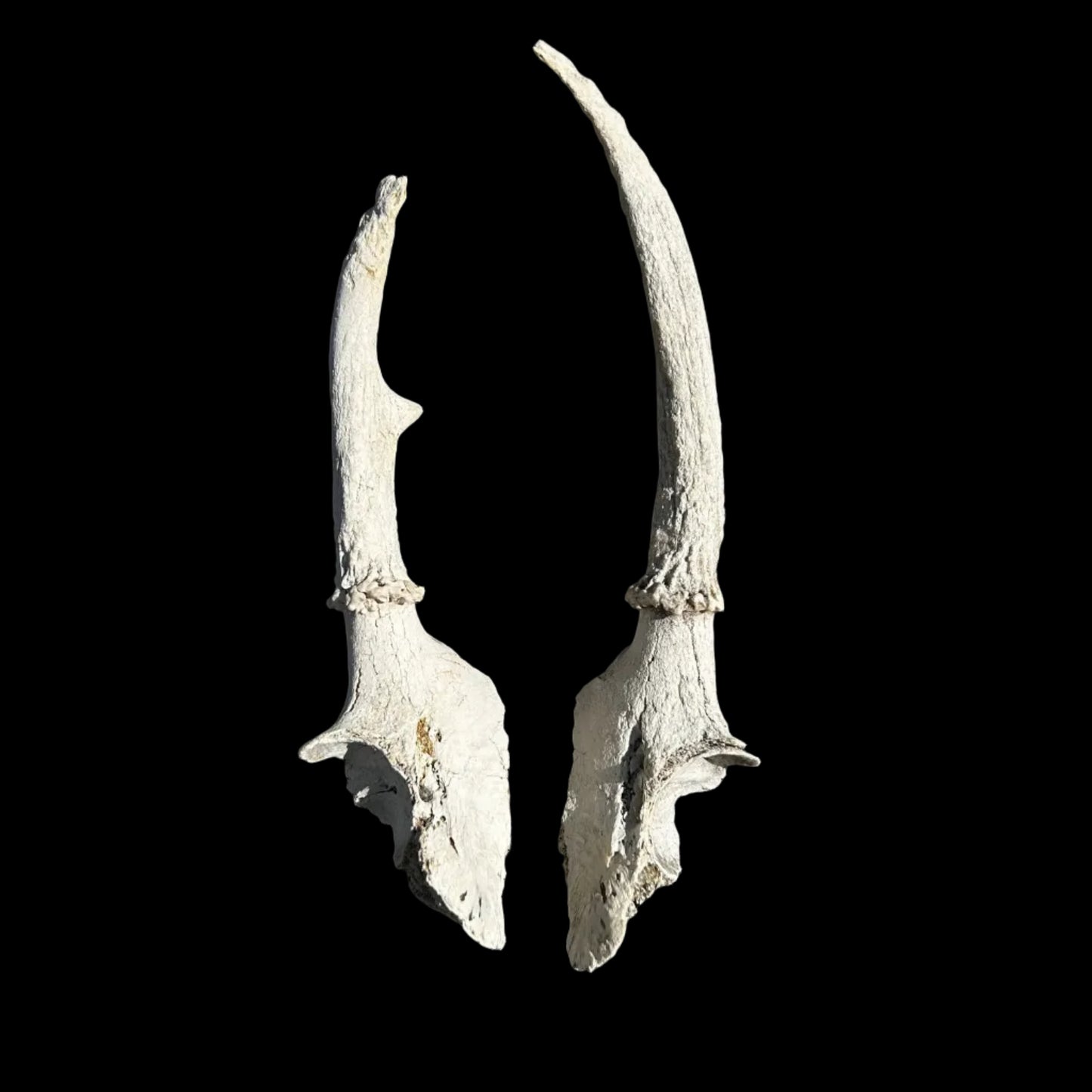 Deer Antlers