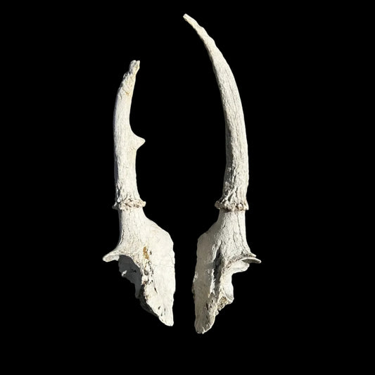 Deer Antlers