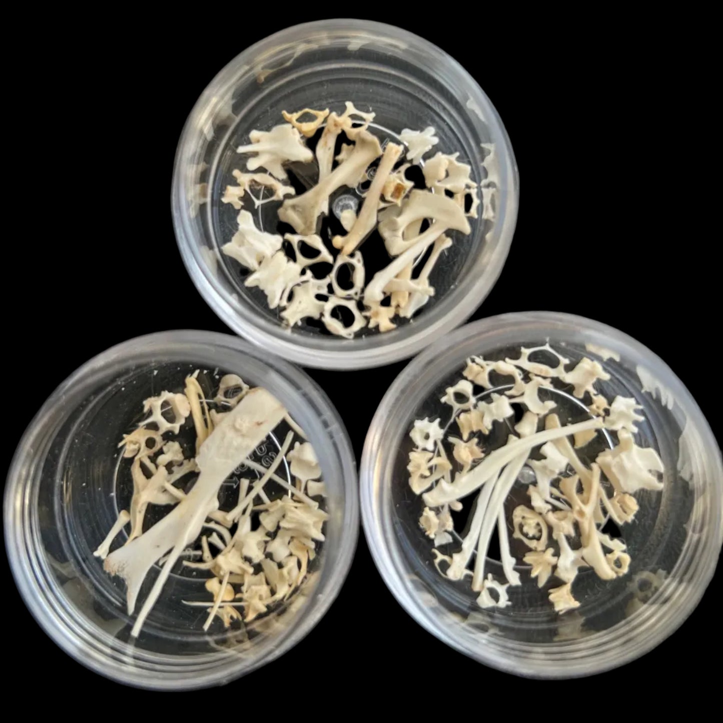 Mouse Bone Capsules