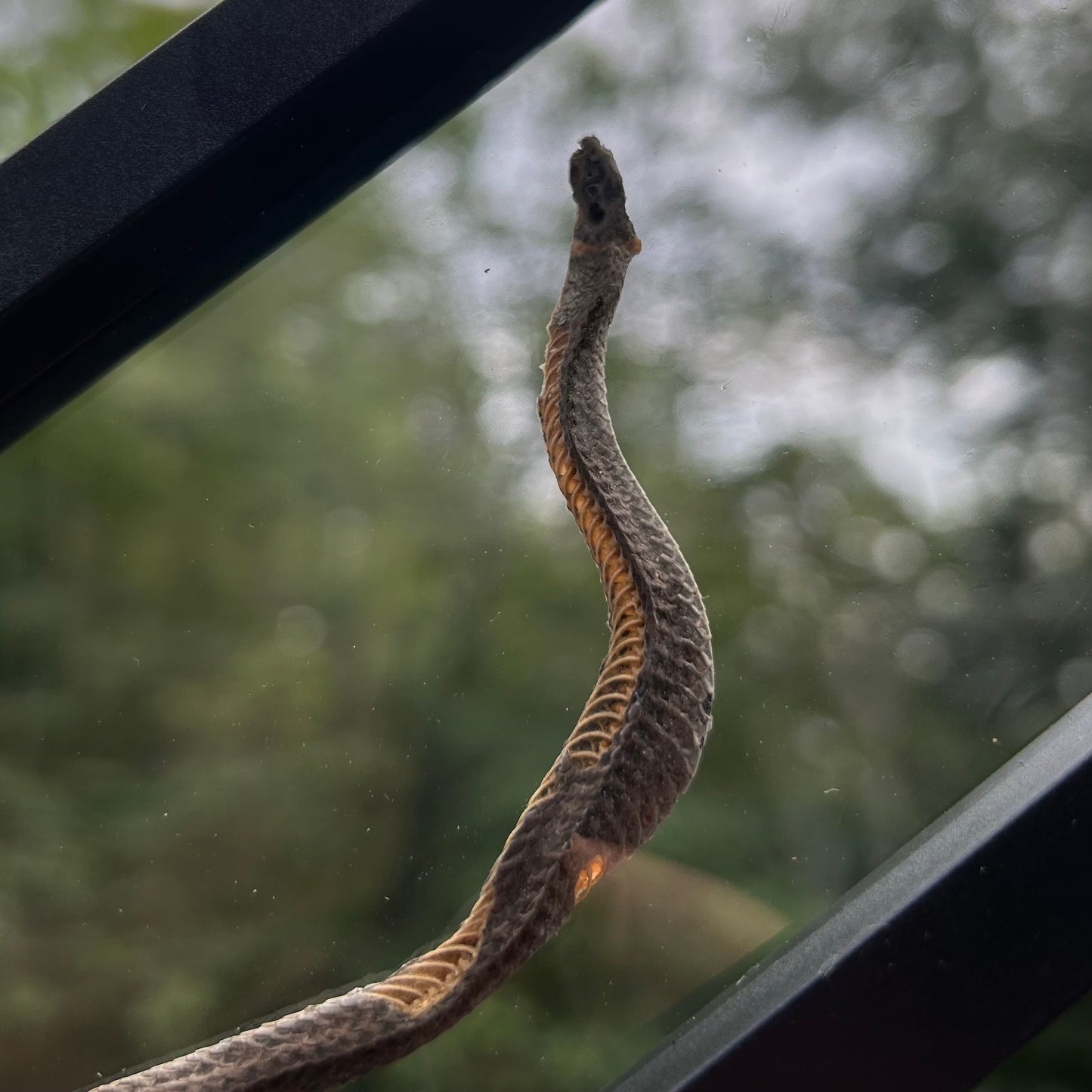 Small Snake Frame