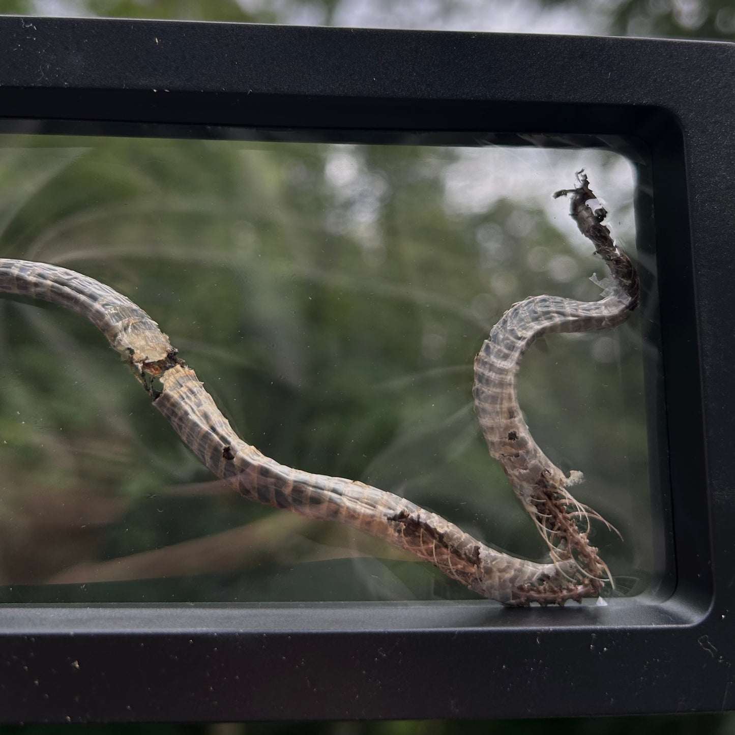 Long Snake Frame