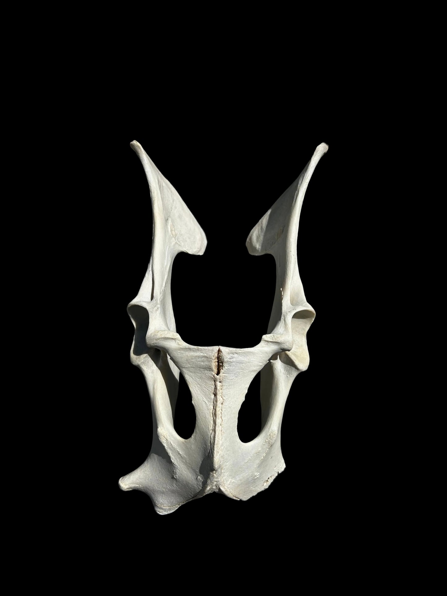 Deer Pelvis