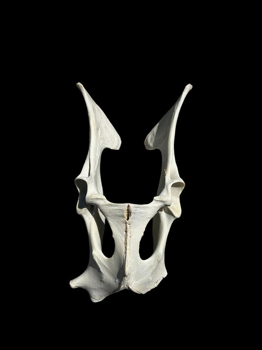 Deer Pelvis
