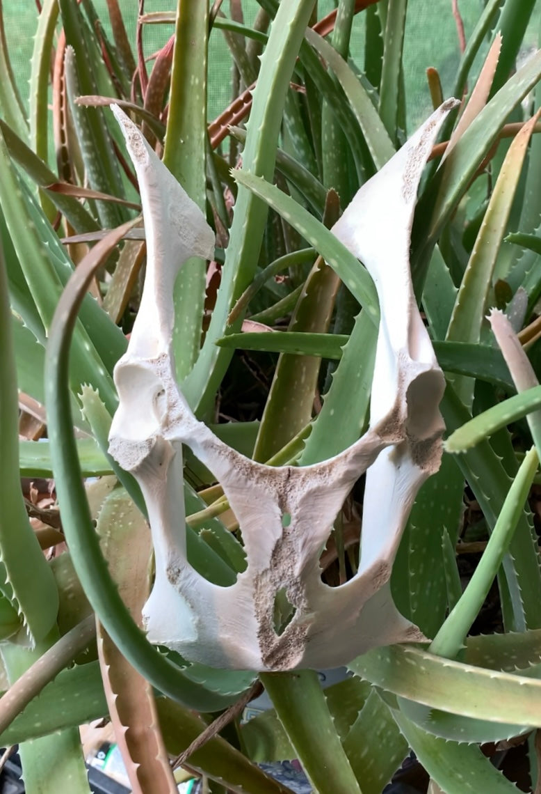Deer Pelvis