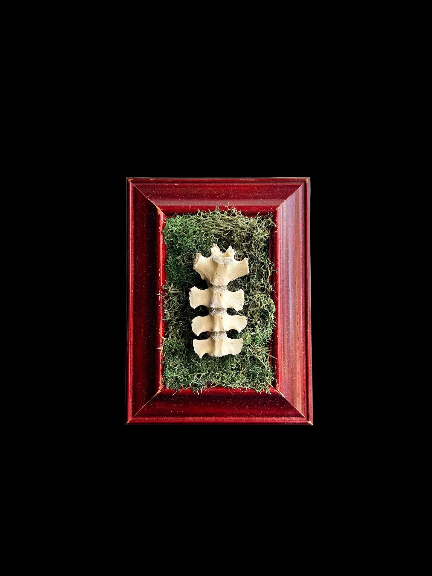 Mini Spine Frame