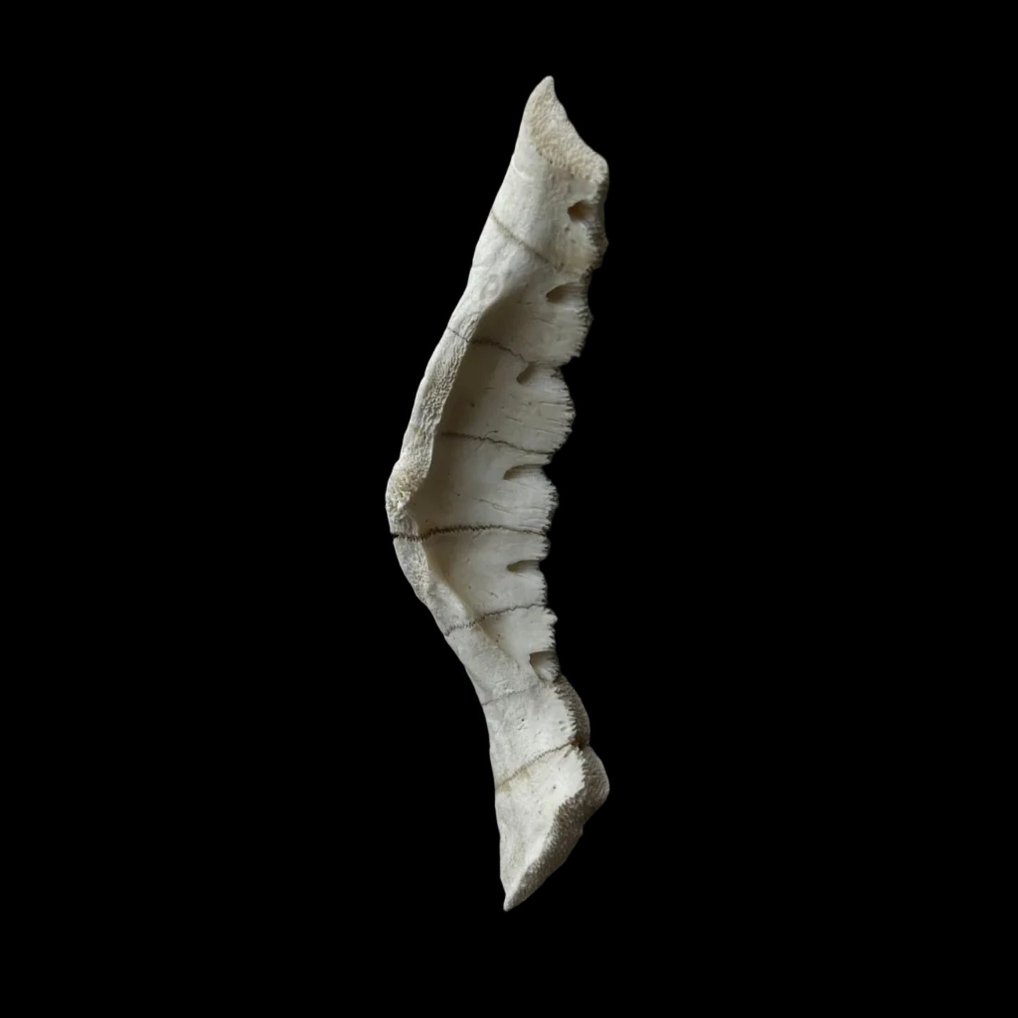 Turtle Shell
