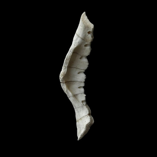 Turtle Shell