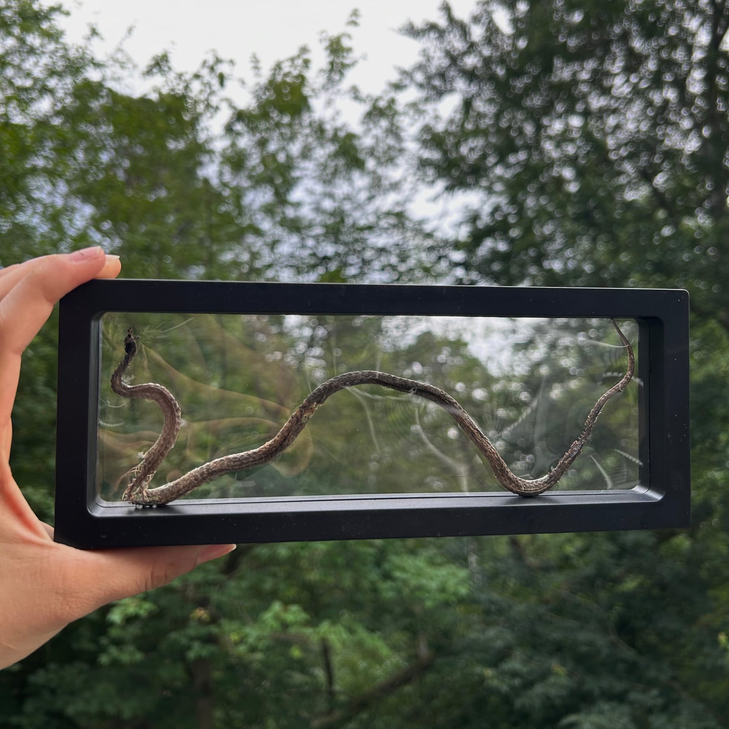 Long Snake Frame