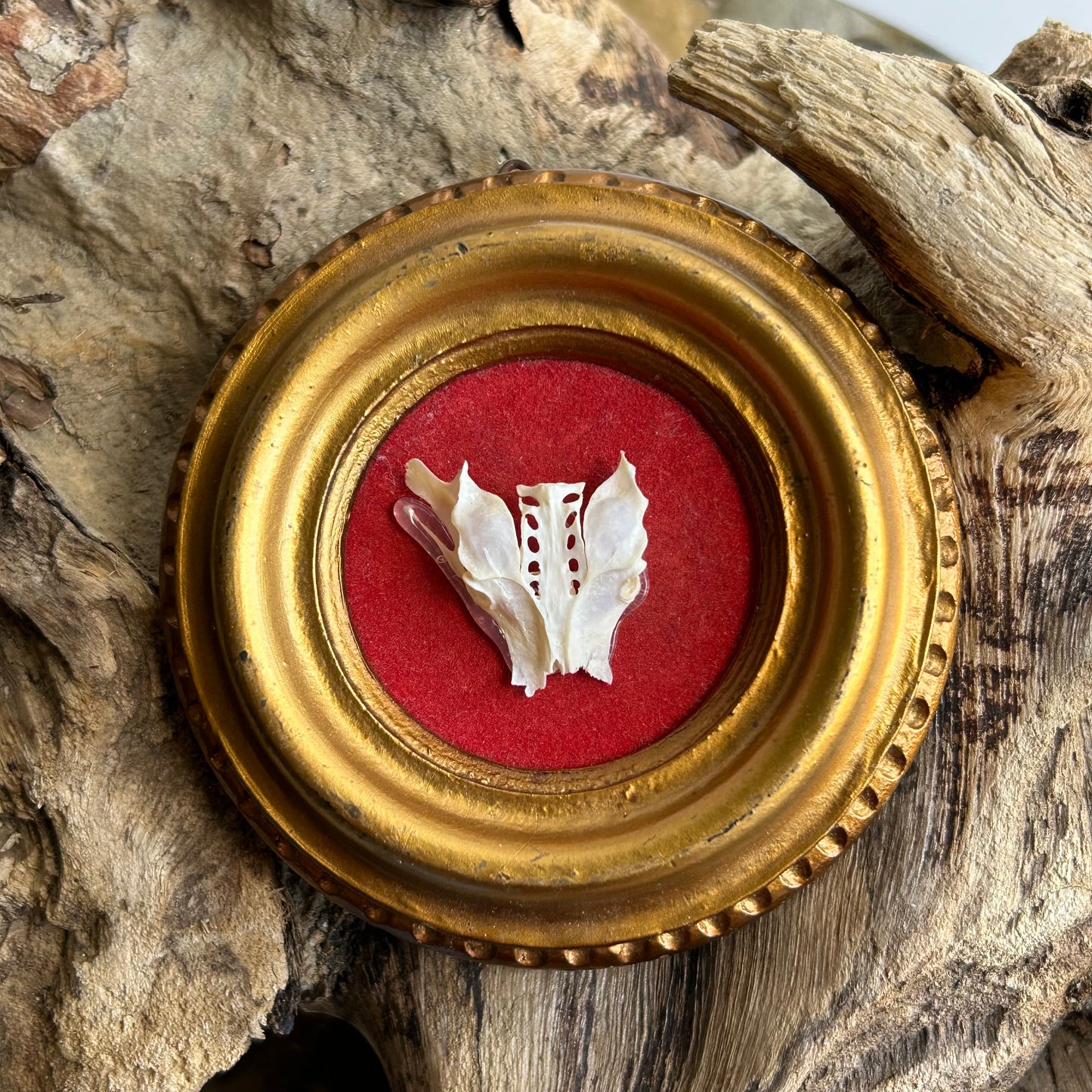 Framed Bird Pelvis