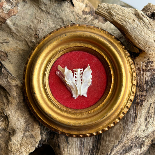 Framed Bird Pelvis